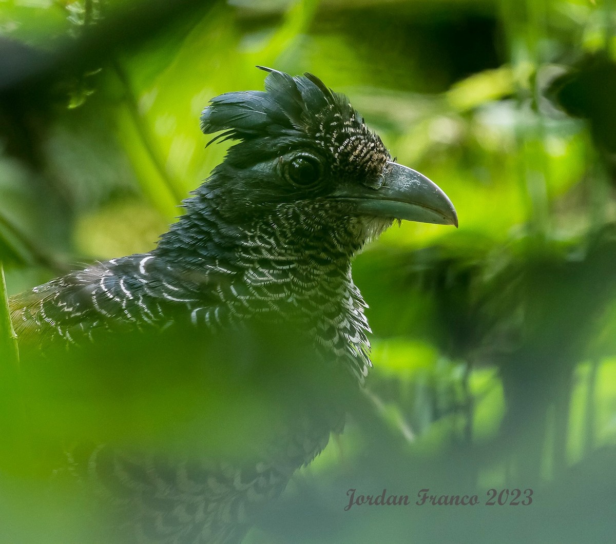 Banded Ground-Cuckoo - ML612353726