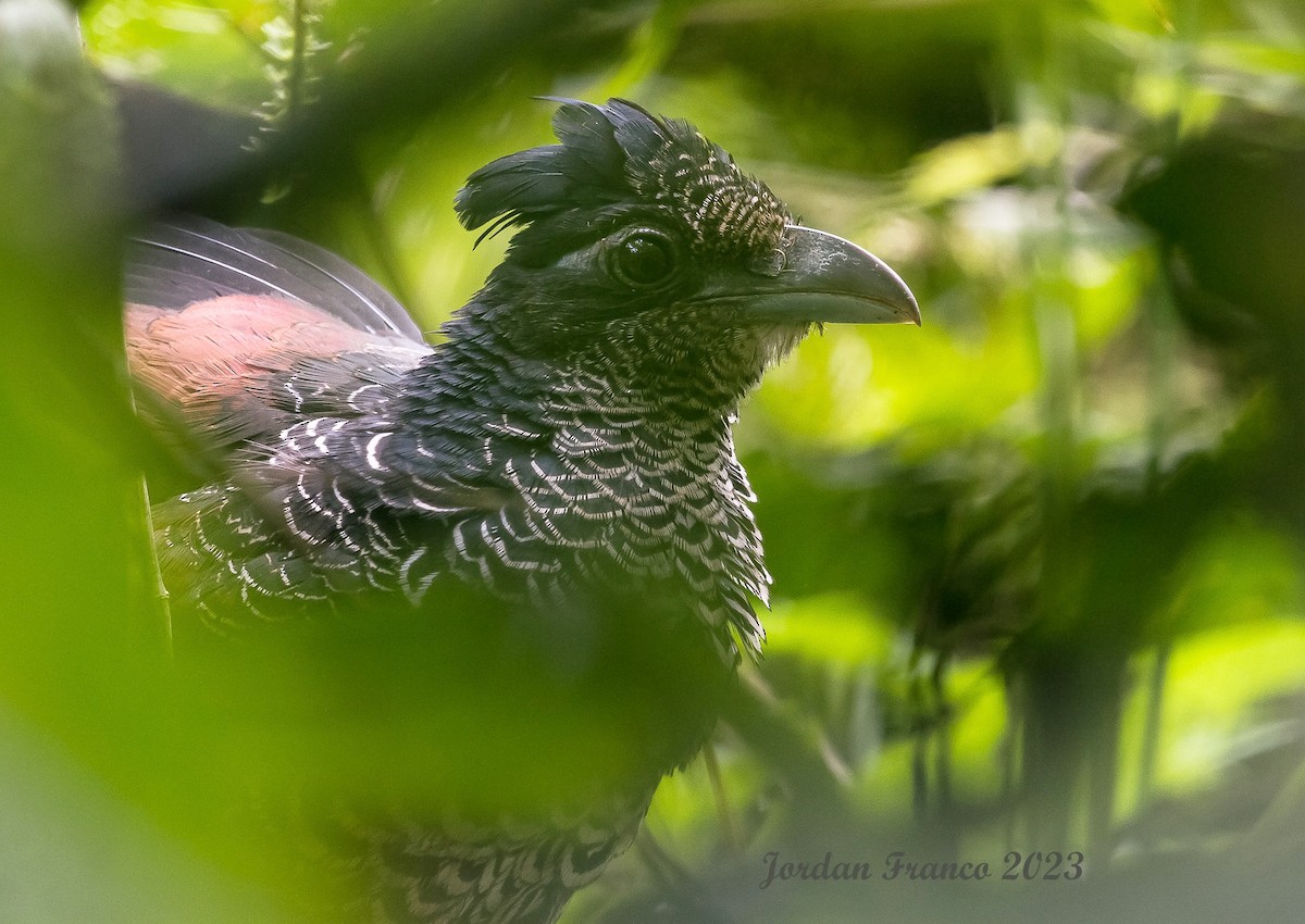 Banded Ground-Cuckoo - Jordan Franco