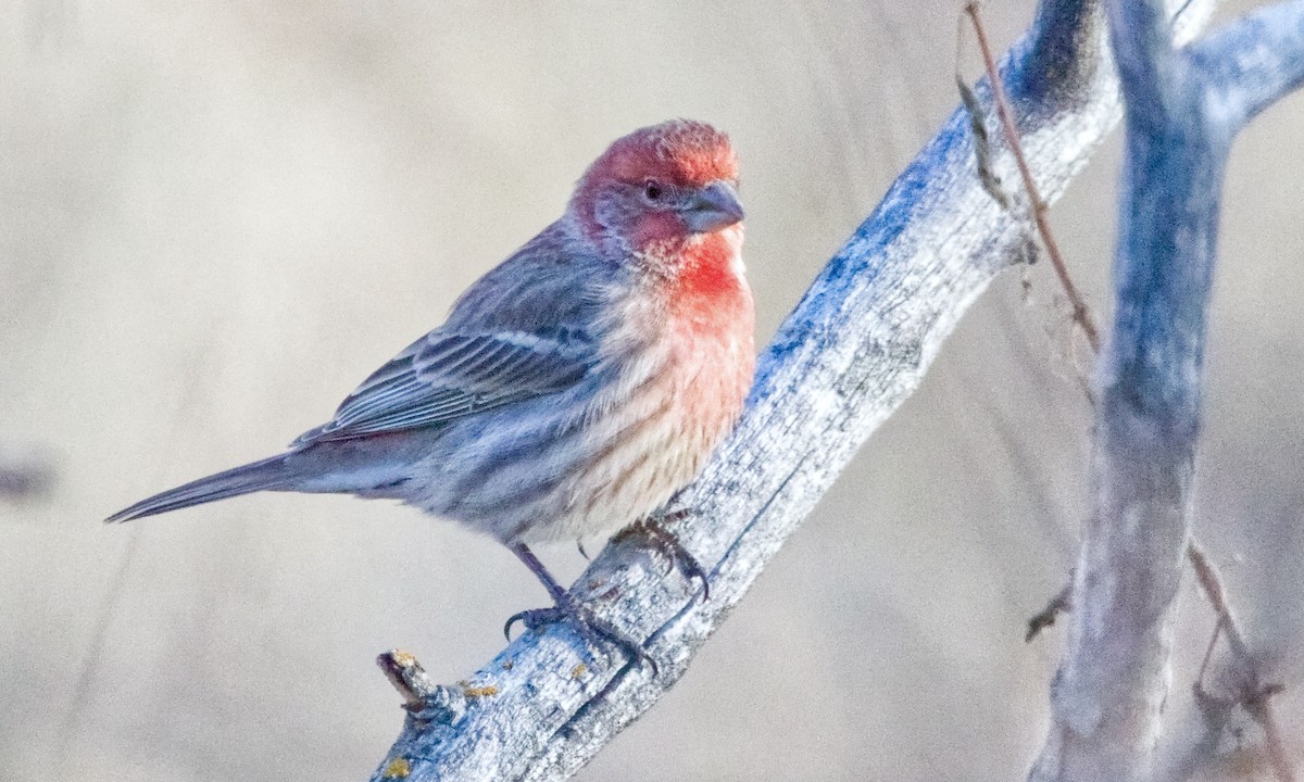 House Finch - Joel Weatherly