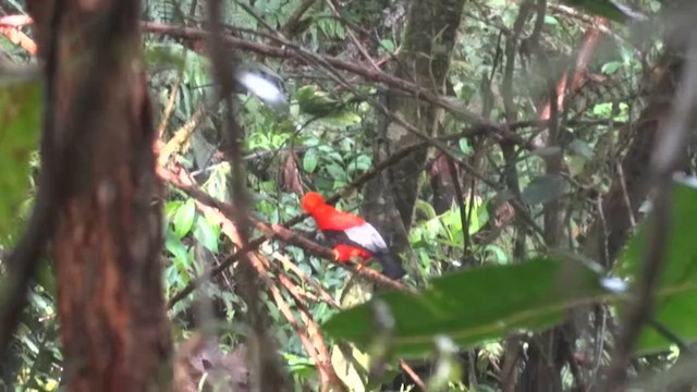 Andean Cock-of-the-rock - ML612353836