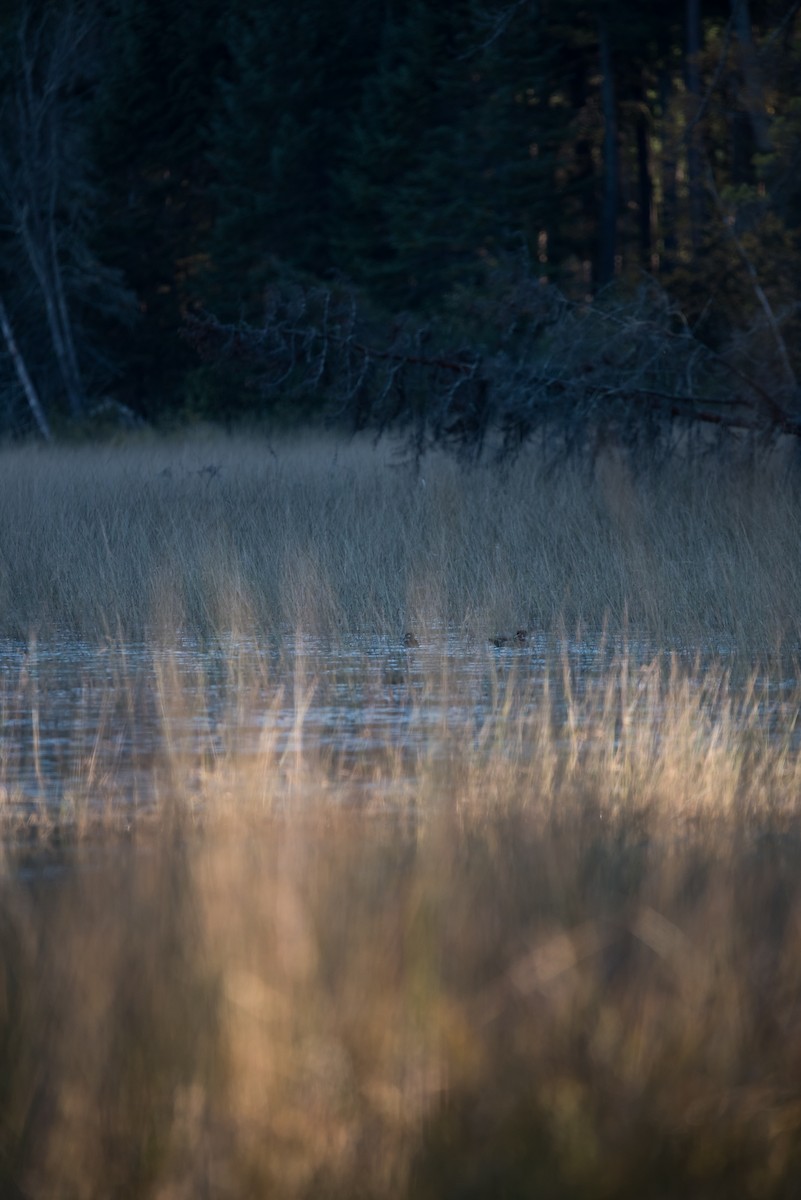 Wood Duck - ML612353867