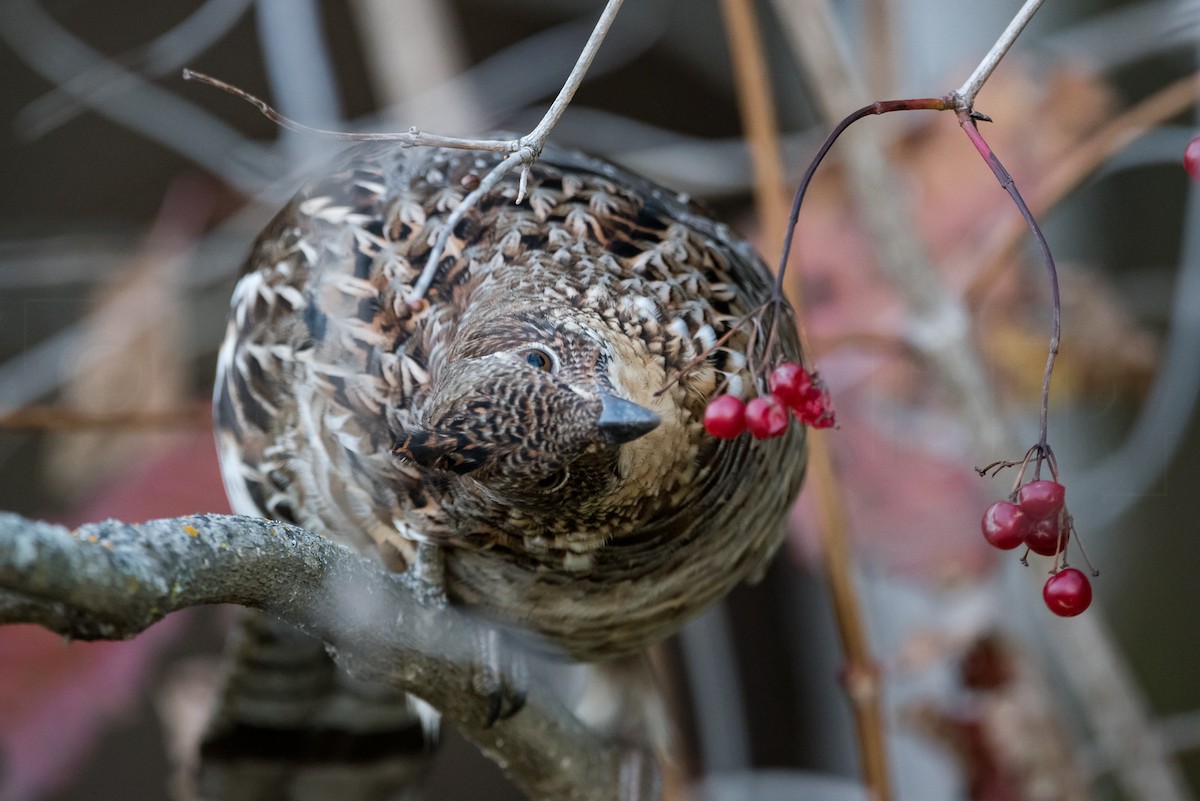 Ruffed Grouse - Josh Kaiser