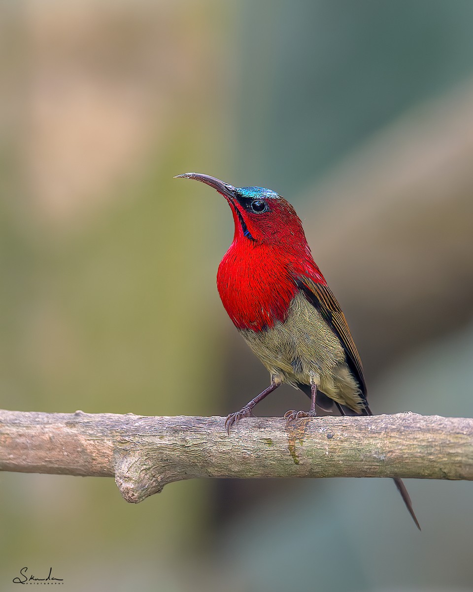 Crimson Sunbird - skanda sn