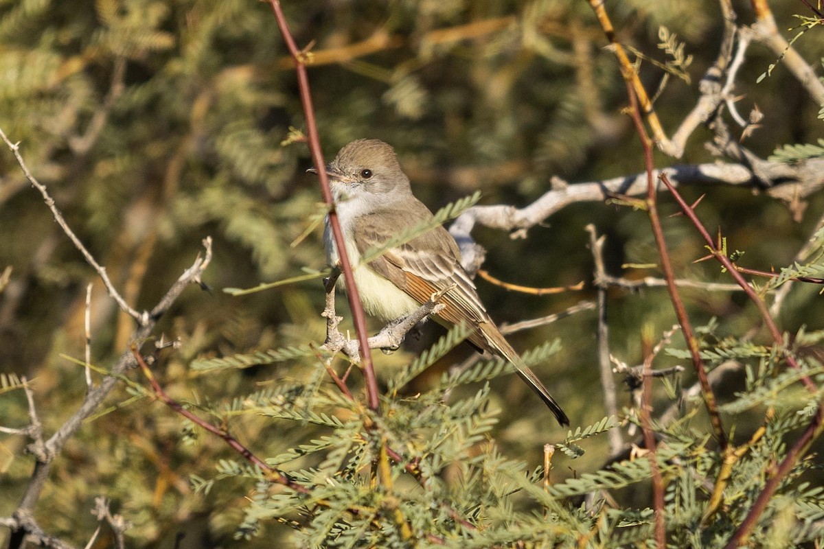 ハイノドヒタキモドキ - ML612354108