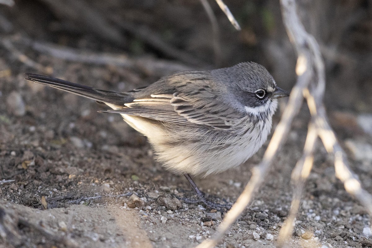 Sagebrush Sparrow - ML612354115