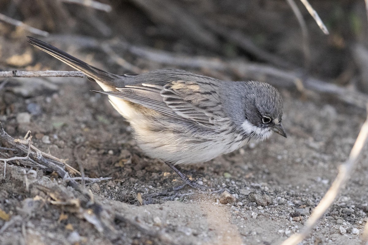Sagebrush Sparrow - ML612354116