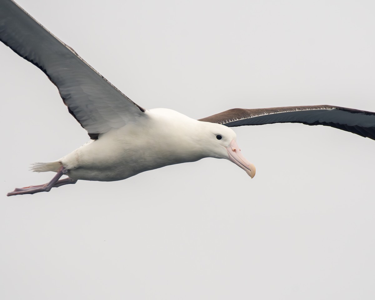 albatros Sanfordův/královský - ML612354118