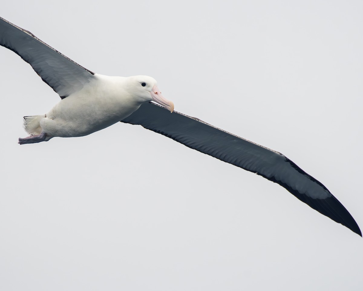albatros Sanfordův/královský - ML612354119