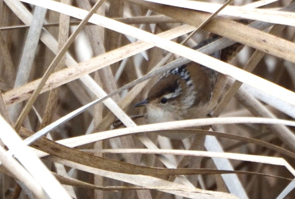 Marsh Wren - Andrea Heine