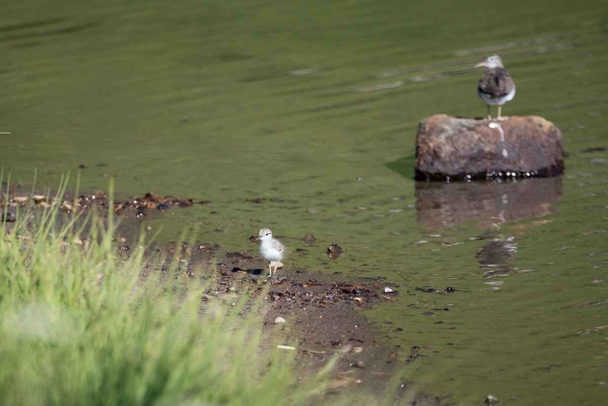 Spotted Sandpiper - Josh Kaiser