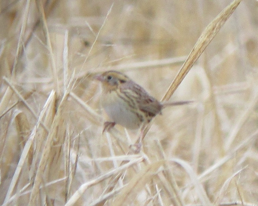 LeConte's Sparrow - ML612354297