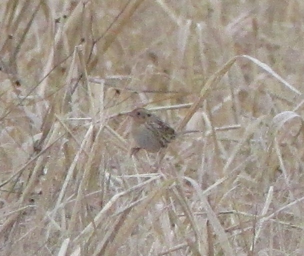 LeConte's Sparrow - ML612354319