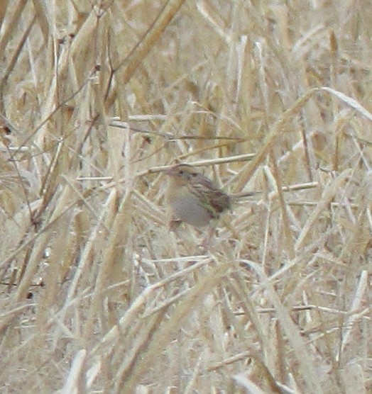 LeConte's Sparrow - ML612354320