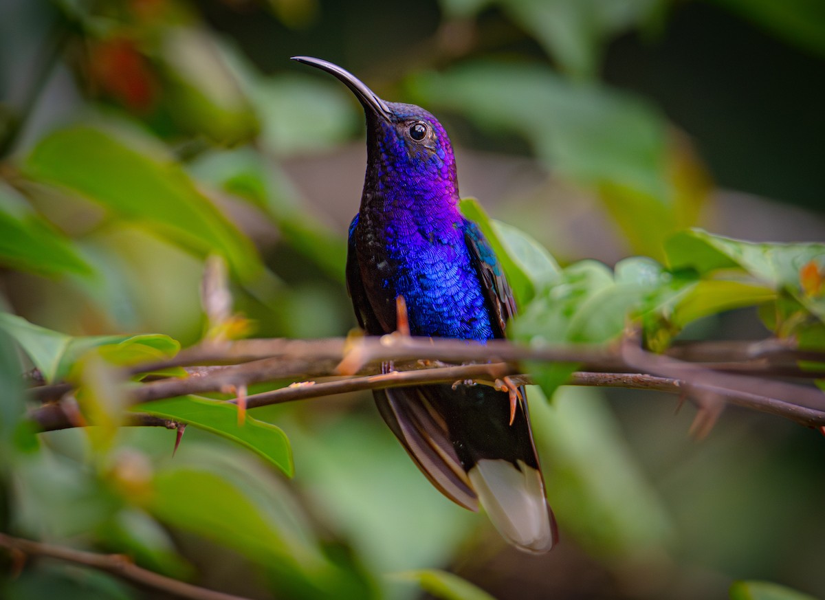 Violet Sabrewing - ML612354344