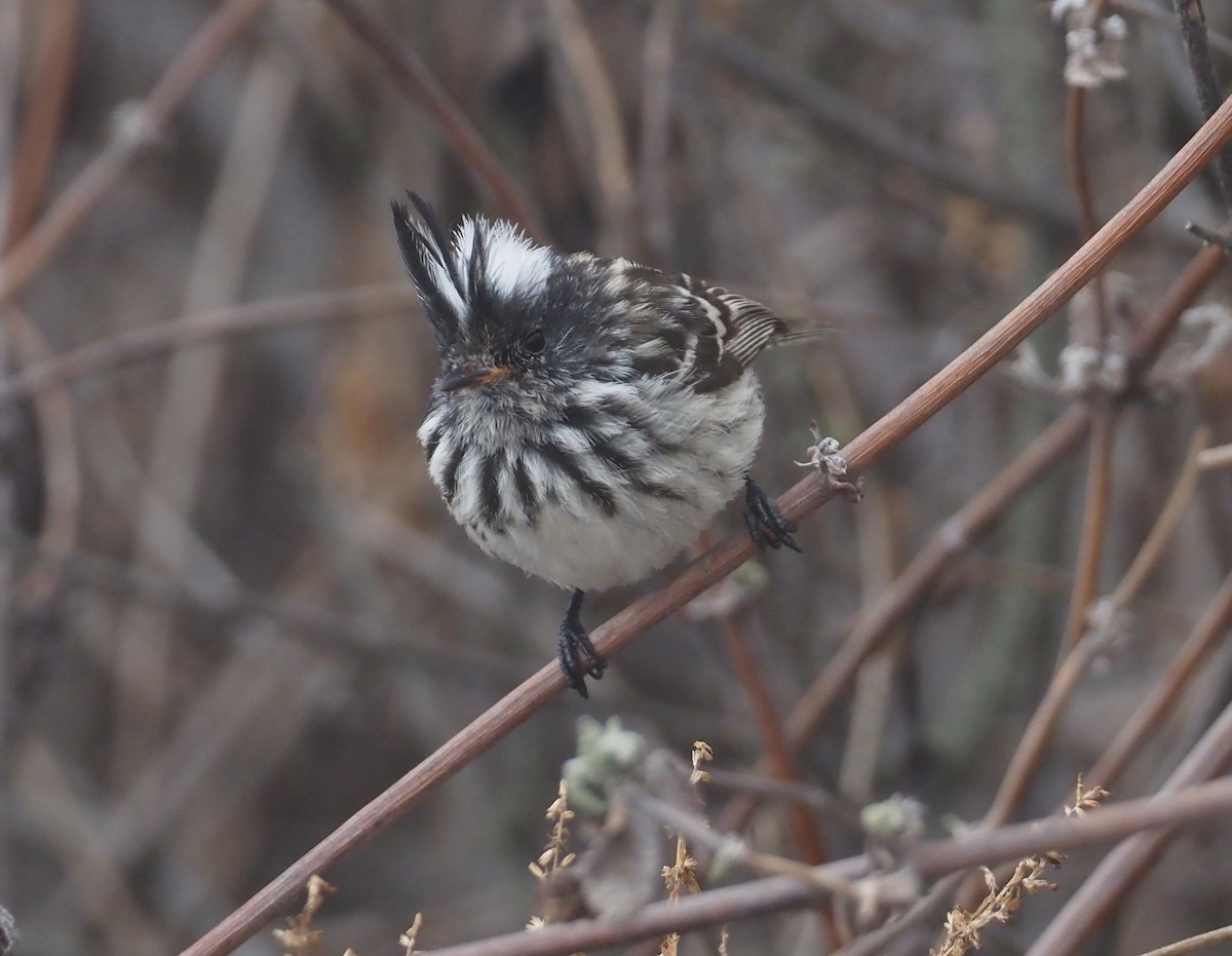 Pied-crested Tit-Tyrant - ML612354388