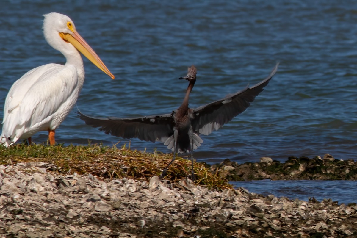 Reddish Egret - ML612354422