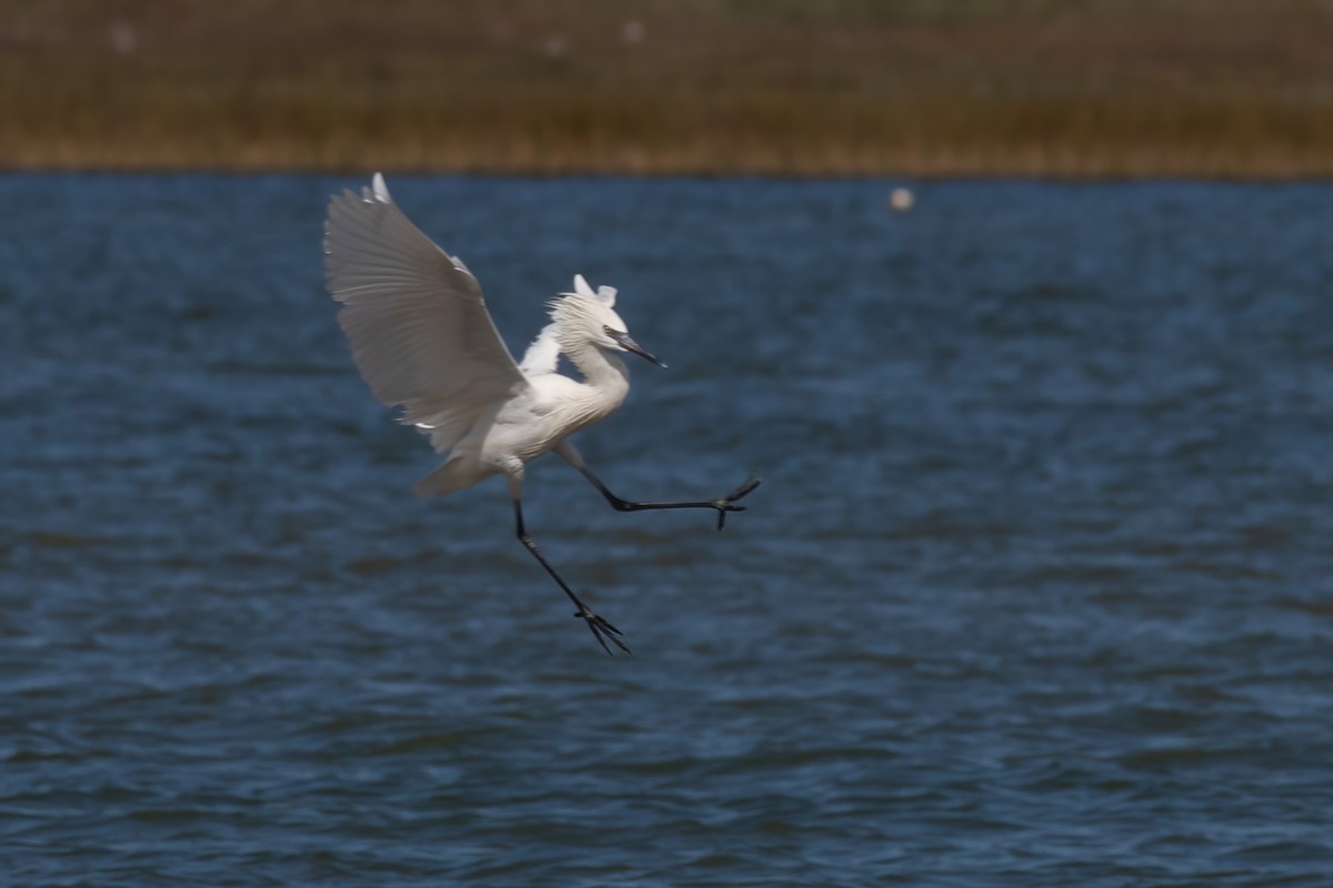 Reddish Egret - ML612354423