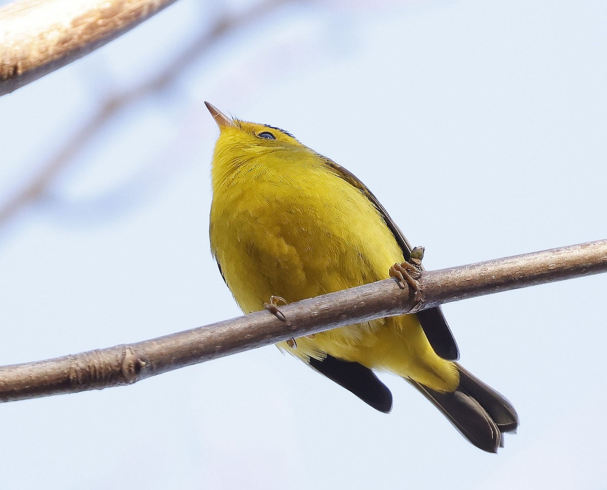 Wilson's Warbler - ML612354580