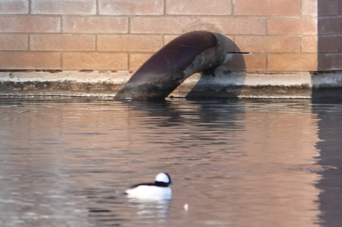 Bufflehead - ML612354610