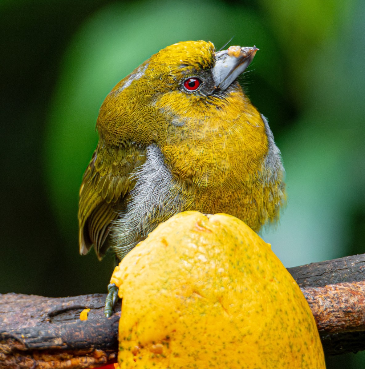 Prong-billed Barbet - Trevor Ambrico