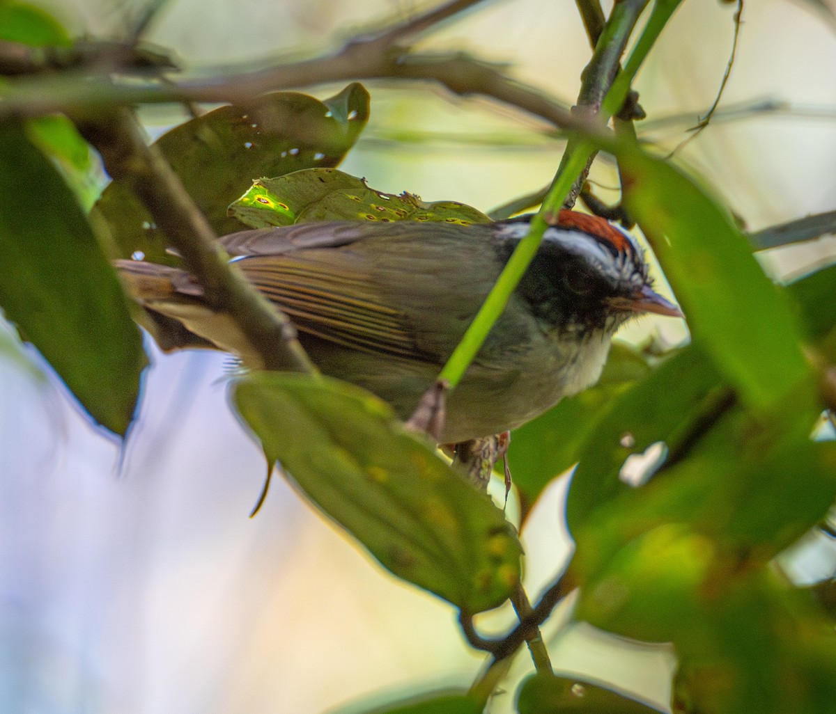 Black-cheeked Warbler - Trevor Ambrico