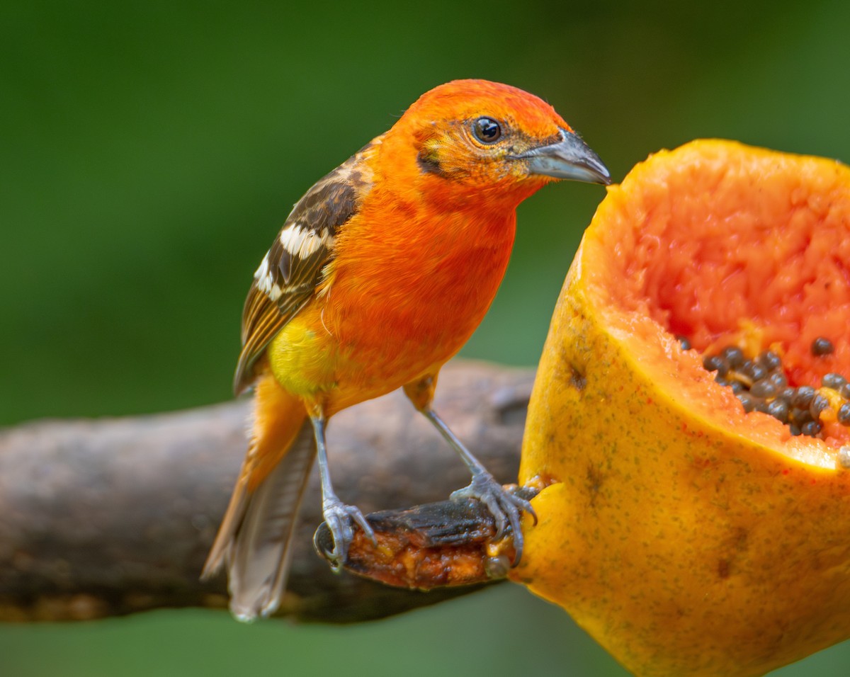 Flame-colored Tanager - Trevor Ambrico