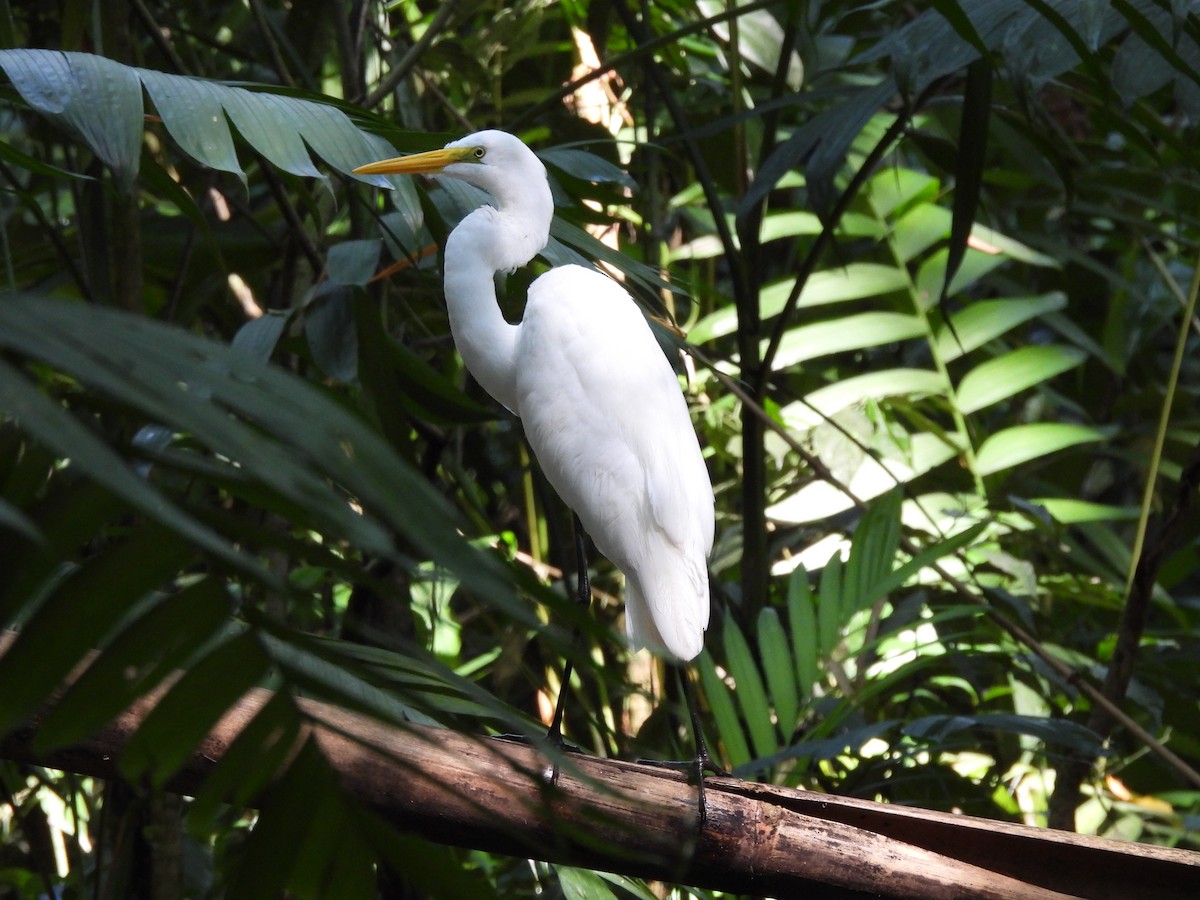 Great Egret - Bosco Greenhead