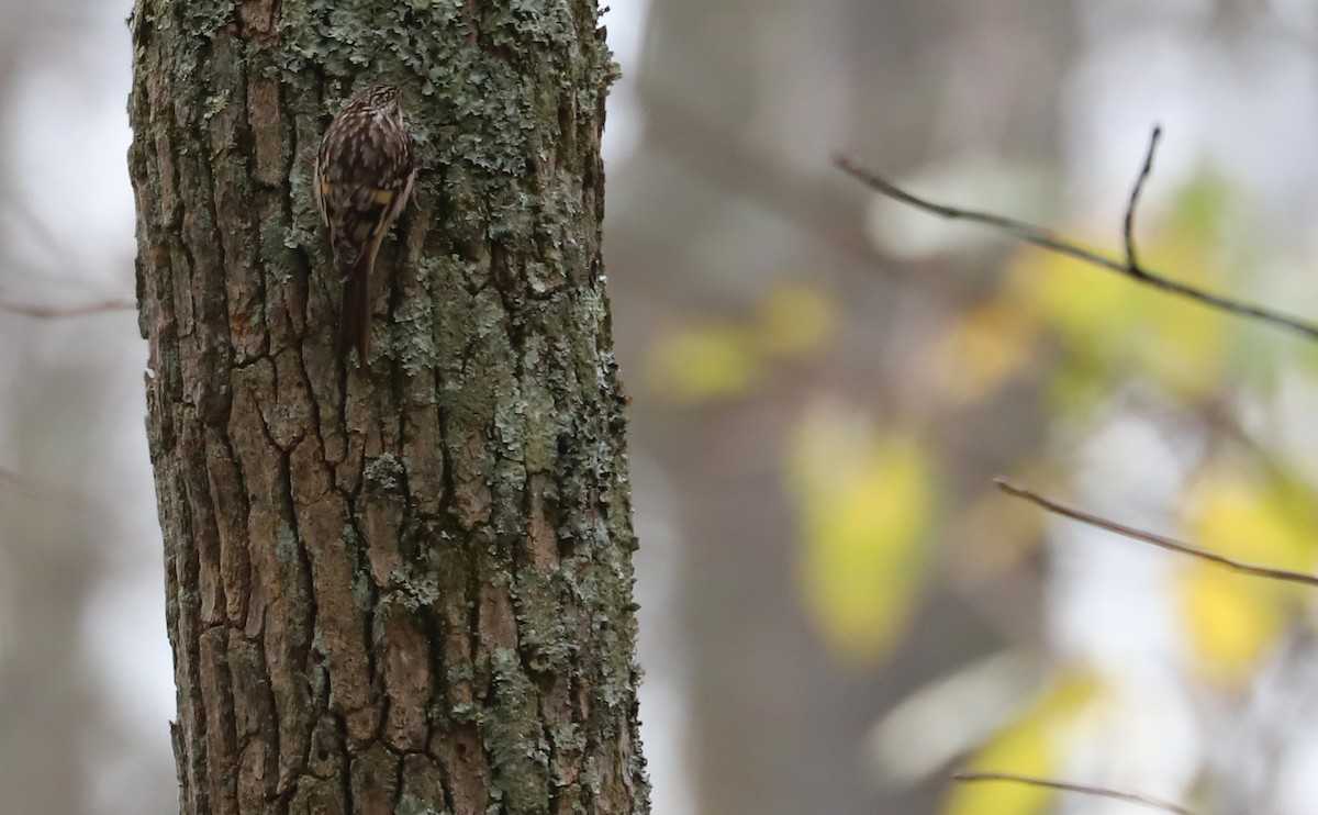 Brown Creeper - ML612354821