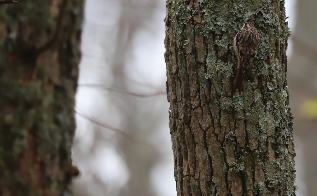 Brown Creeper - Rob Bielawski