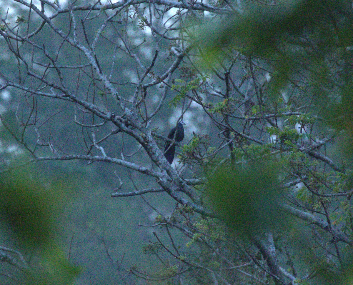 White-faced Cuckoo-Dove - ML612354837