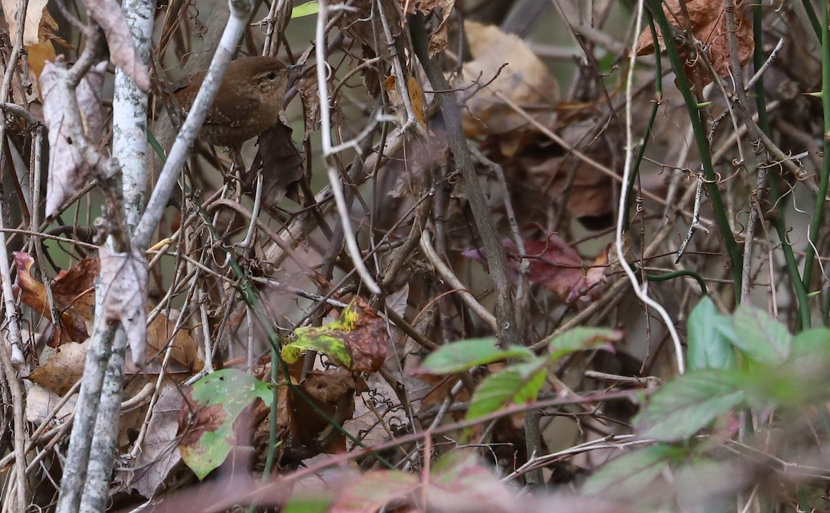 Troglodyte des forêts - ML612354841