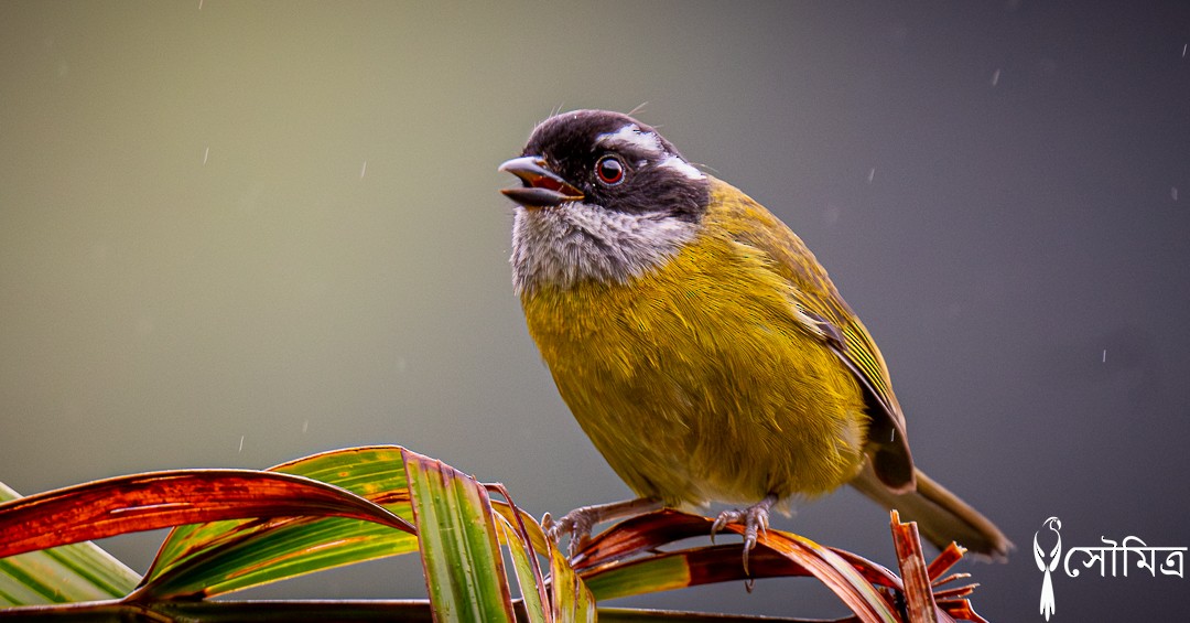 Sooty-capped Chlorospingus - ML612354854