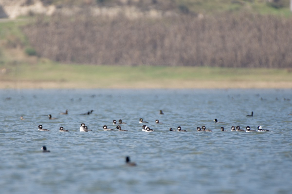 Bufflehead - ML612354859