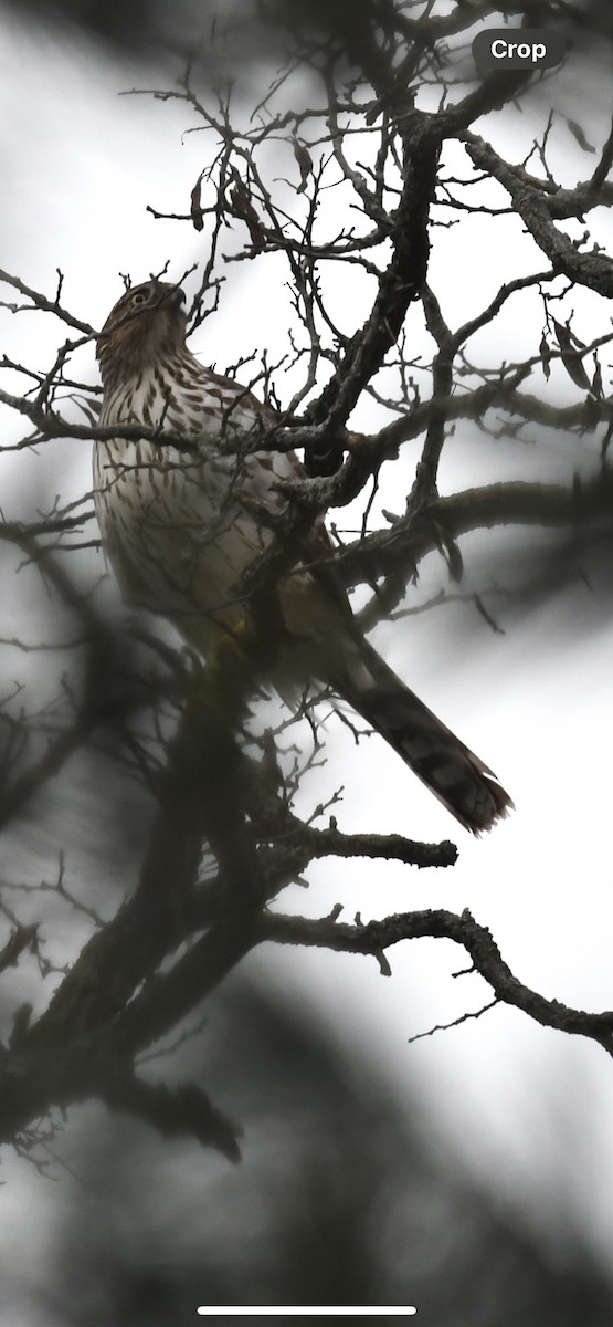 Cooper's Hawk - ML612354904