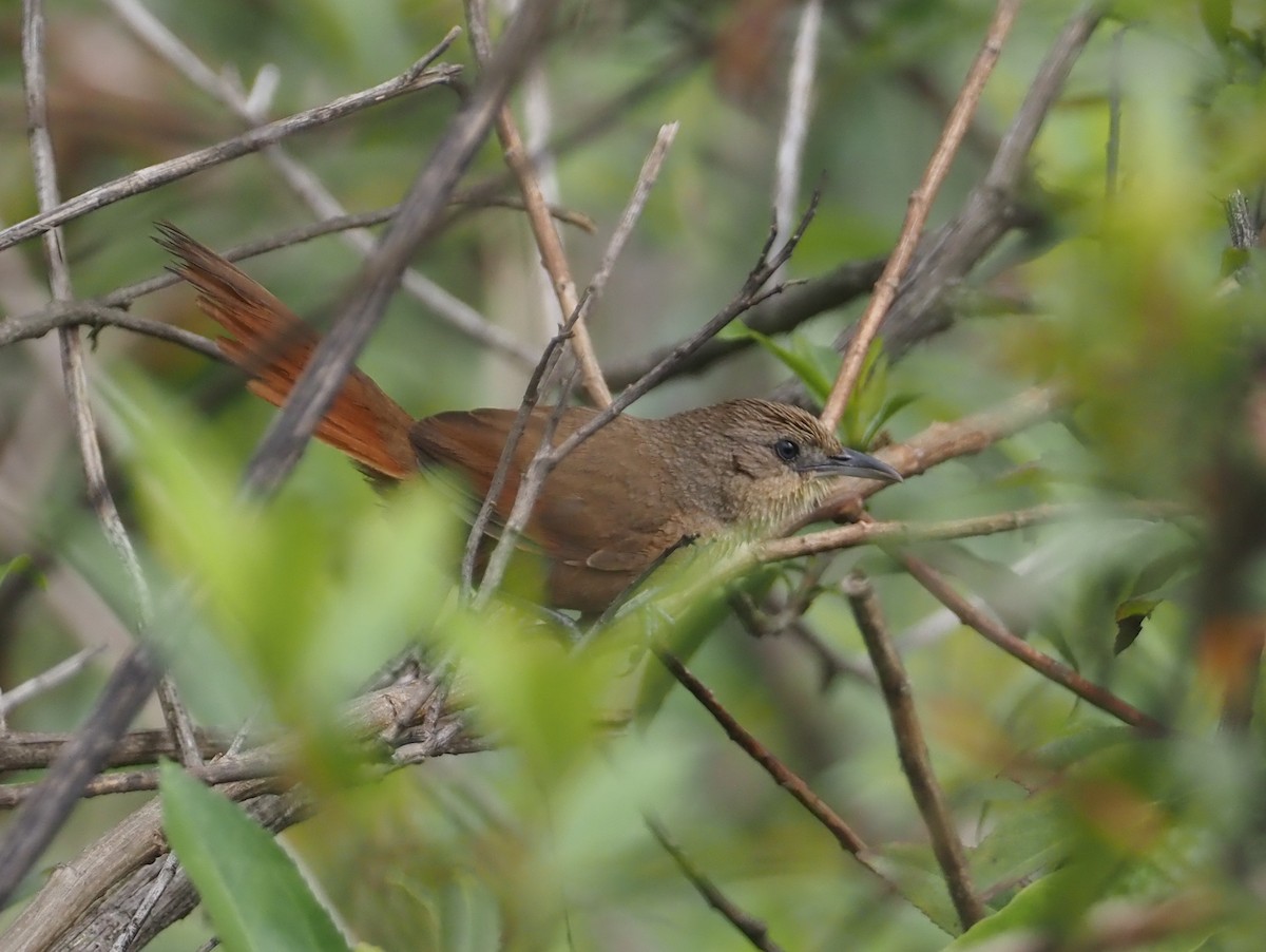 Streak-fronted Thornbird - ML612354909