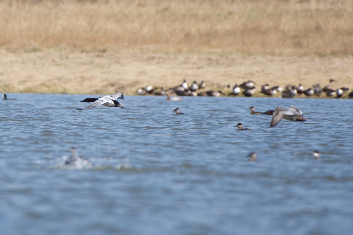 Canvasback - ML612354910