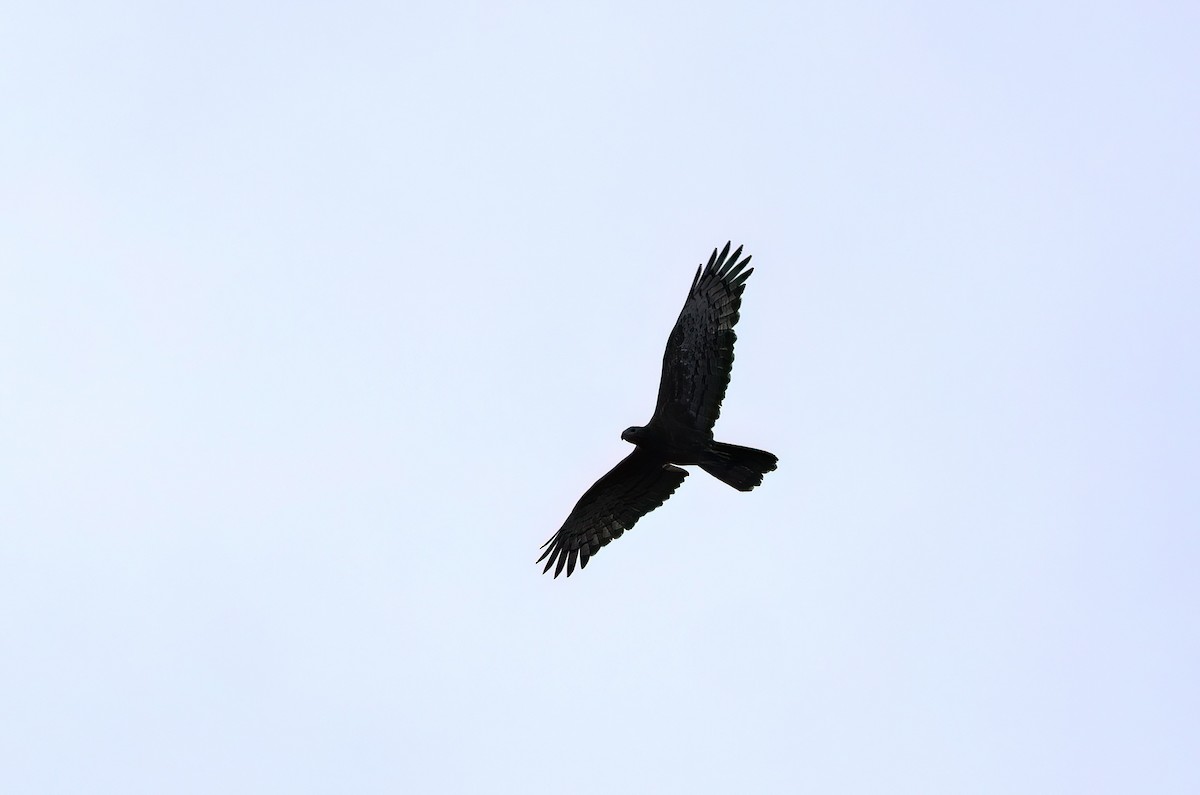 Oriental Honey-buzzard - Channa Jayasinghe