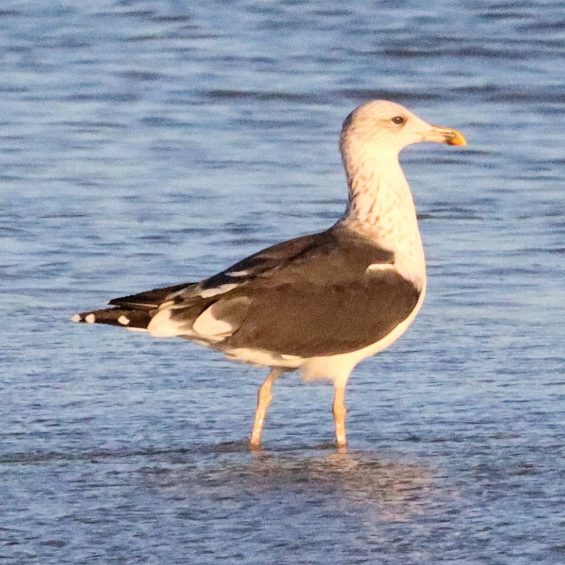 Lesser Black-backed Gull - ML612355007