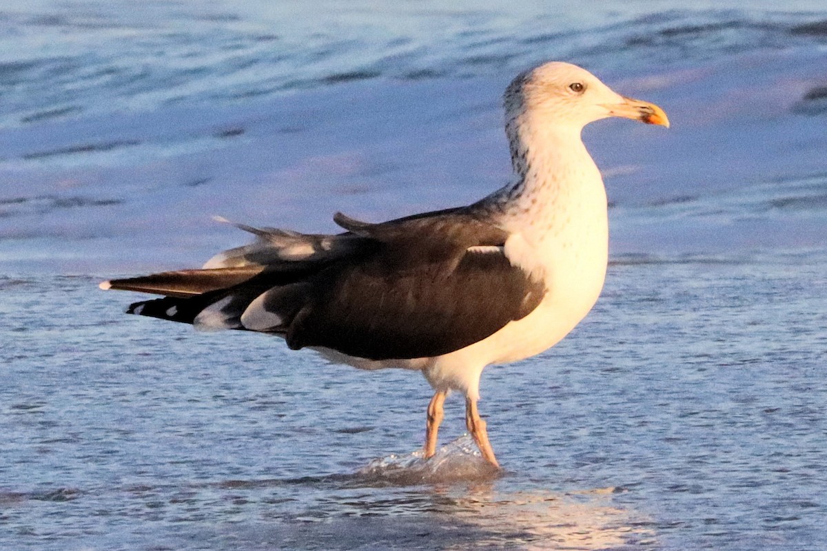 Lesser Black-backed Gull - James Boughton