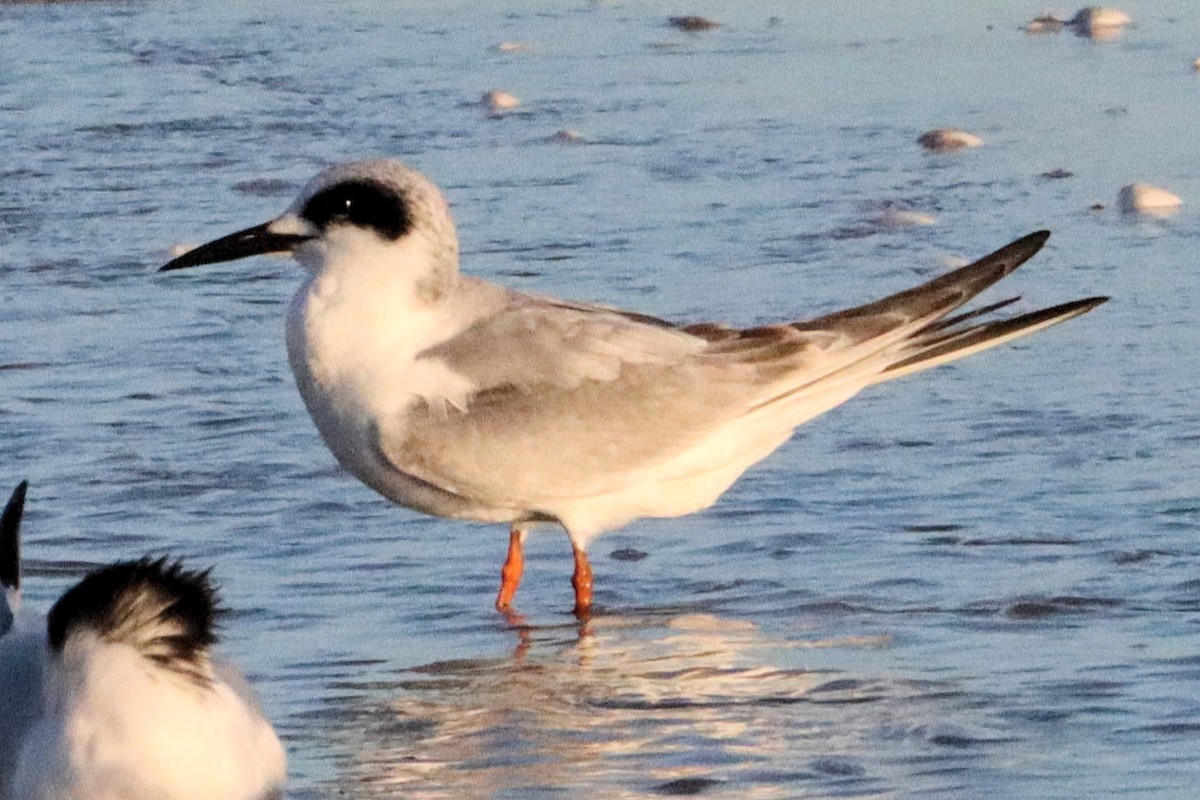 Forster's Tern - ML612355032