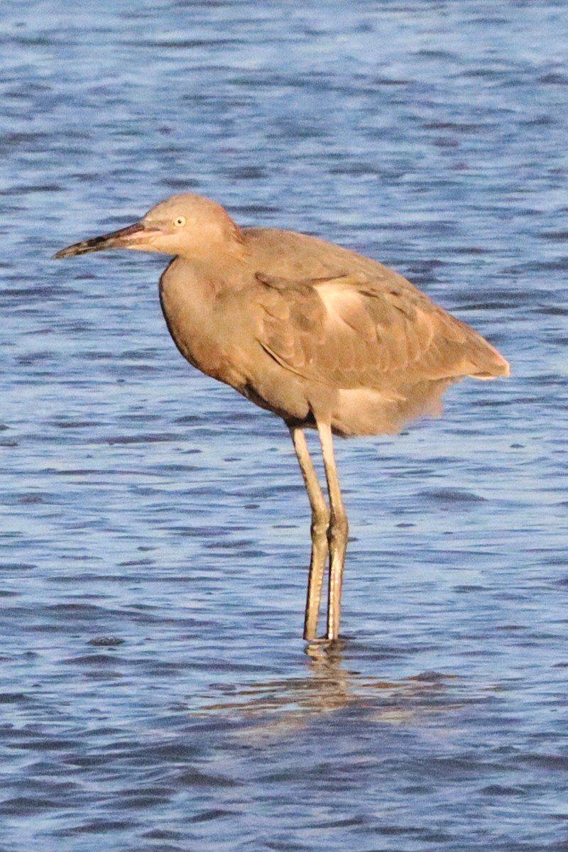 Reddish Egret - ML612355036