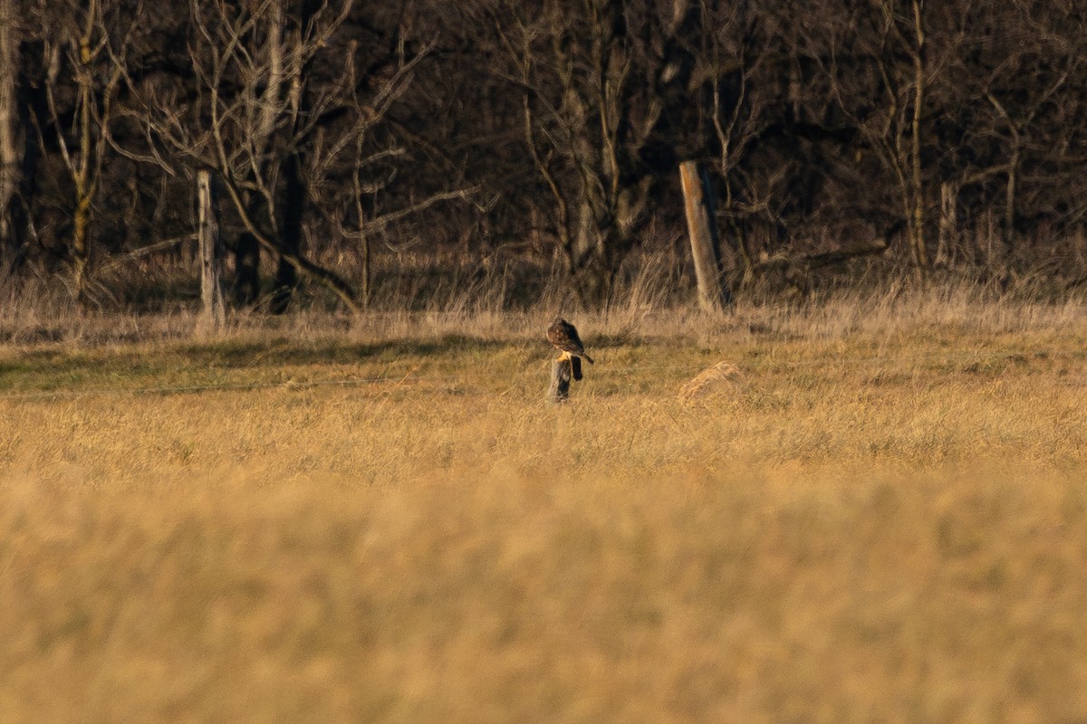 Northern Harrier - ML612355056