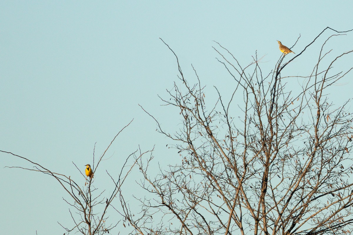 Eastern Meadowlark - Jefferson Shank