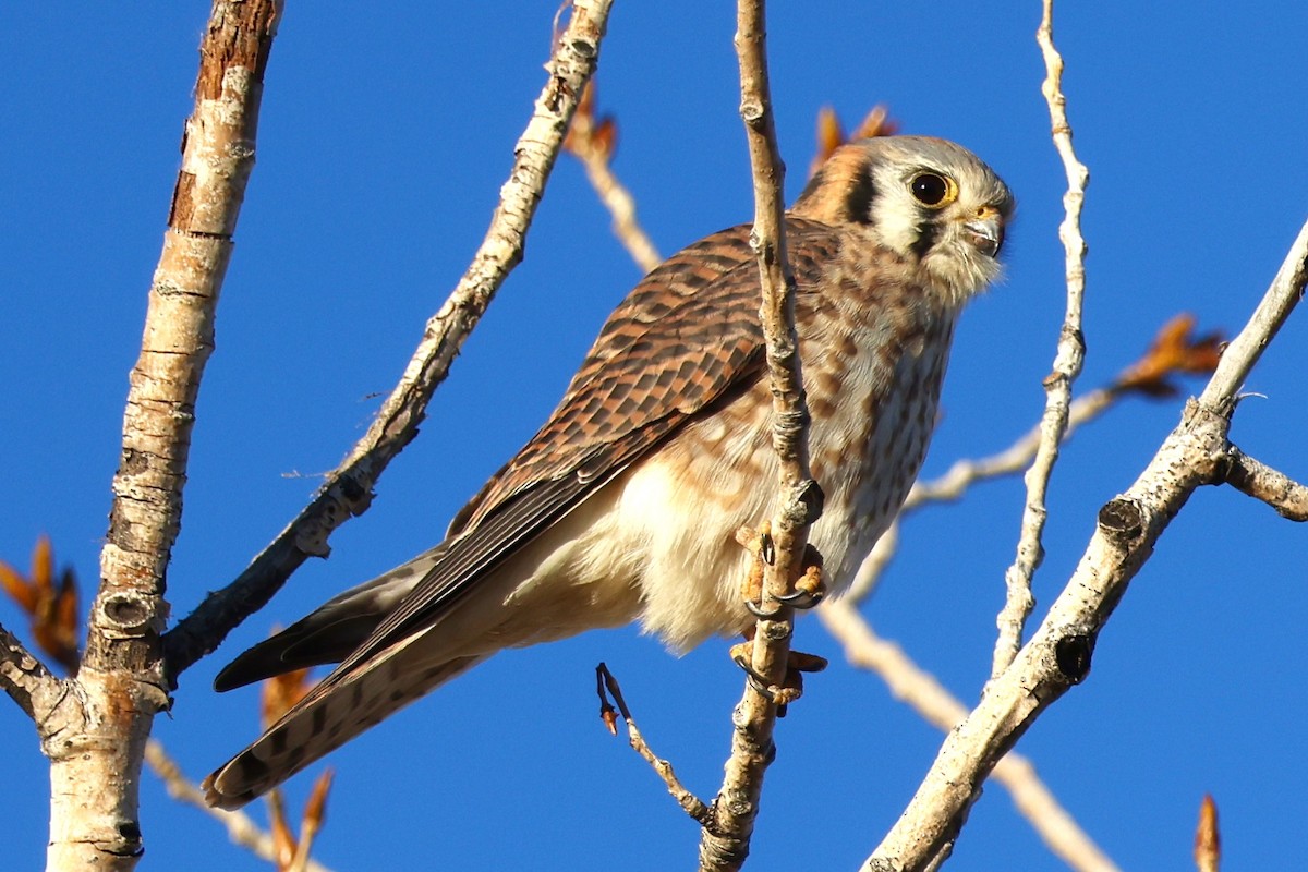 American Kestrel - Evan Appel