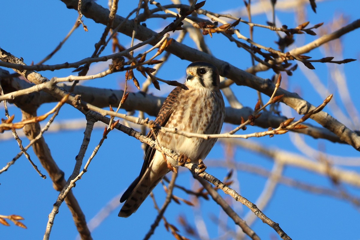 American Kestrel - ML612355138