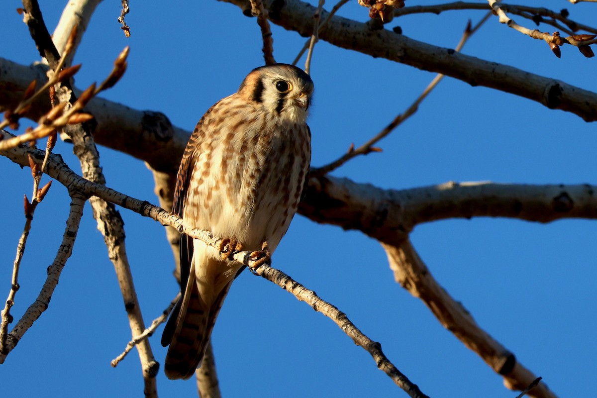 American Kestrel - ML612355139