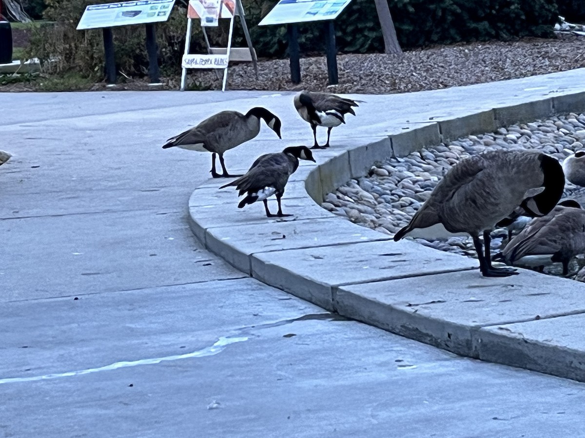 Cackling Goose - ML612355159