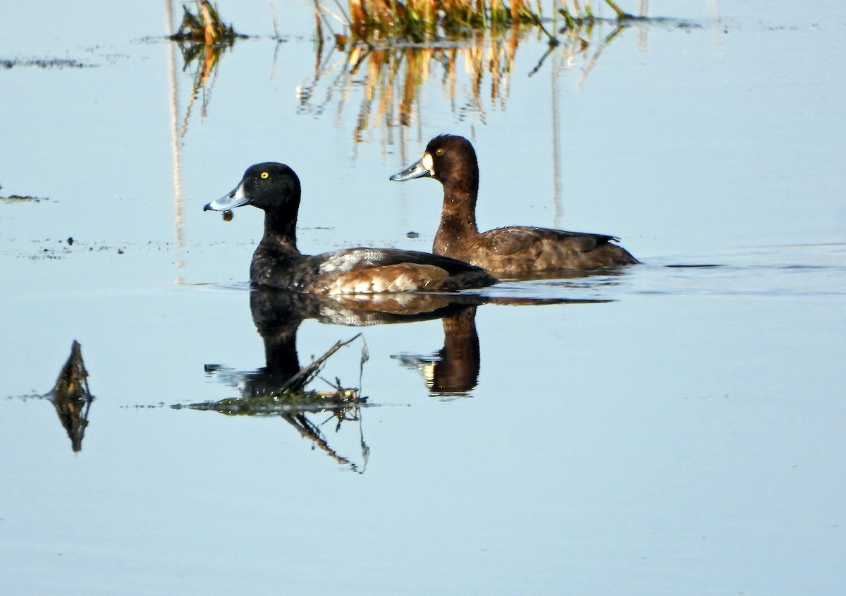 Greater Scaup - ML612355188