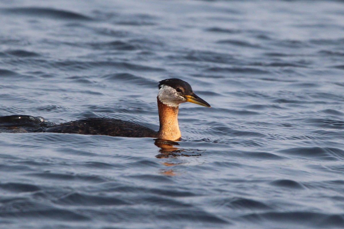 Red-necked Grebe - ML612355190