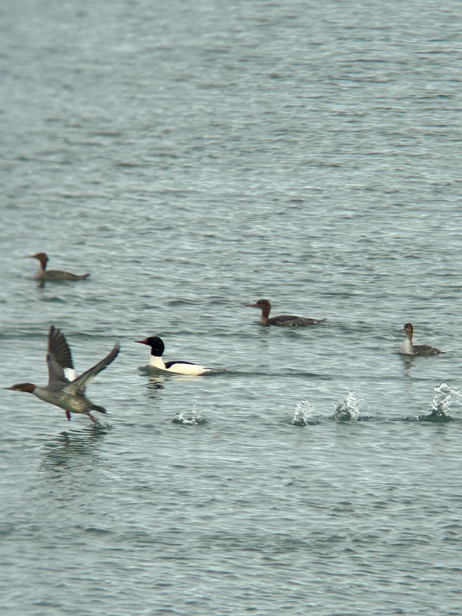 Common Merganser - ML612355280